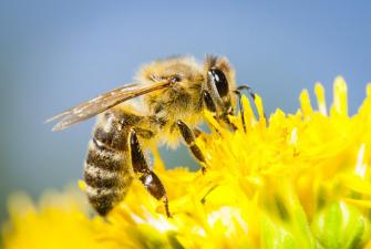 Bee Invasion Indian Wells