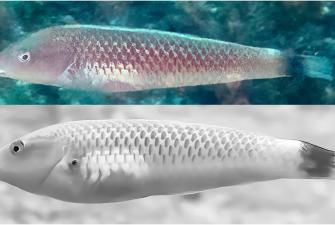Researchers Discover New Species of Pacific Tropical Fish