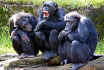 Researches Find Teasing is Common Among Some Species of Apes 