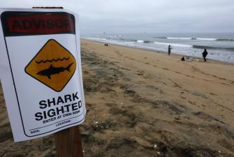 CA Shark Warning 